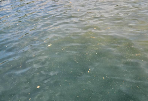 Odgovor iz Grada Trogira - "Curenje fekalija je samo izolirani slučaj!"