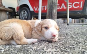 Netko je na Braču niz liticu bacio pet štenaca- spasili su ih vatrogasci!