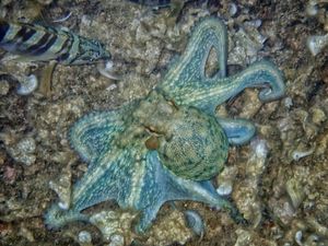 Pogledajte ovu prekrasnu hobotnicu slikanu na dnu oko Pelješca!