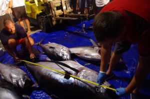 BIG OM Najstarije Big Game Fishing natjecanje na Jadranu počinje krajem kolovoza