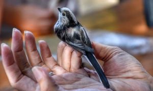 Uskoro počinje otvoreni dan Ornitološkog kampa Učka