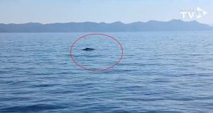 Nautičar uočio i snimio kita kod Mljeta te napravio sve po propisima - Evo i snimke!