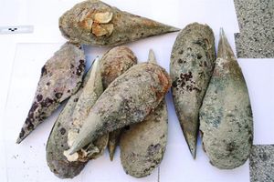 Istarska policija kaznila s više od 1800 eura dva turista koji su iz mora vadili mrtve periske!