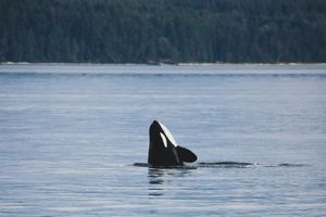 Orke napale jedrilicu u blizini španjolske obale!