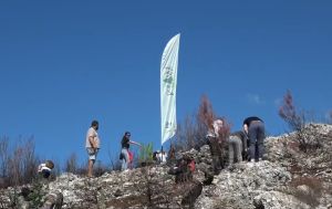 BORANKA Radnim akcijama 200 volontera pošumilo požarište u Parku prirode Biokovo