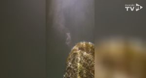 Hrvatski znanstvenici imaju izvrsne vijesti za periske: "Otkrili smo nešto nevjerojatno!"