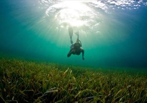 Kreće hrvatsko - talijanski projekt istraživanja livada morskih cvjetnica!