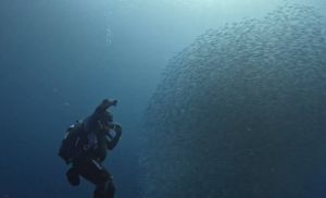 Jato riba koje oduzima dah - "Ovako nešto nisam nikad snimio!"