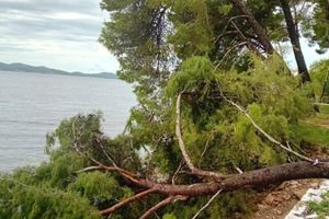 Snažno jugo u more srušilo veliki bor u Zadru - nema više hlada za kupače!