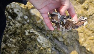 Žena u Istri pronašla dokaze vađenja prstaca: "Prijavila bi krivca, ali nemam koga, ostaju jedino ove izlomljene stijene!"