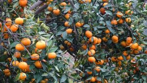 Počinje berba neretvanskih mandarina