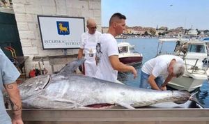 Zvijezda nove manifestacije Ekomuzeja "Batana" je Rovinjska tuna