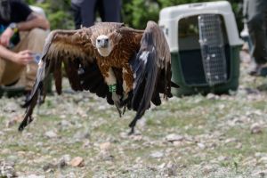 Veliki napredak u očuvanju bjeloglavih supova - Monitoring otkrio 152 para i nove lokacije gniježđenja