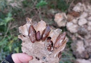 Netko je na splitskom Marjanu odvalio komad stijene da bi iščupao prstace!