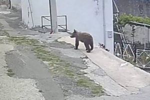 Medvjedić se udomaćio u Novom Vinodolskom, hoće li napokon biti vraćen u šumu?