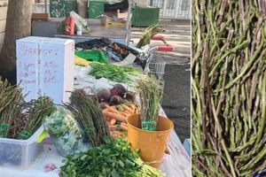 U Dalmaciji šparoge rastu kao da je proljeće, a ne listopad!