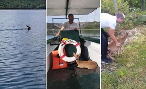 DIRLJIVA PRIČA Franjevci kod svog otočića uočili promrzlo lane, spasili ga djelatnici Nacionalnog parka