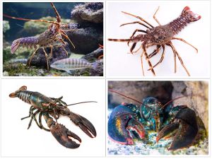 JASTOZI I HLAPOVI Nekad su ih koristili kao gnojivo i nazivali morskim žoharima, da bi postali nedostupna delicija