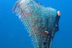 Pregledani kolektori za prihvat mlađi periski u Istri: "Ni ovaj put nismo pronašli ništa!"