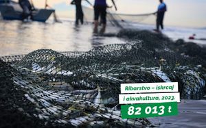 Državni zavod za statistiku: "Smanjen iskrcaj male plave ribe za 13%!"