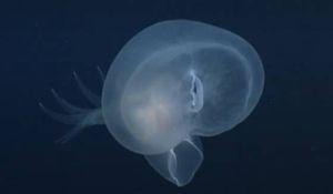 Pored obale Kalifornije, duboko u "ponoćnoj zoni" Pacifika živi novootkrivena vrsta svjetlećeg morskog puža!