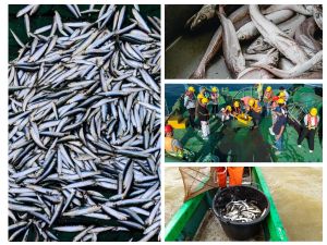 ODRŽIVO RIBARSTVO  Europski "summit" UN-ove Komisije - restrikcije koćaricama u otrantskom tjesnacu!