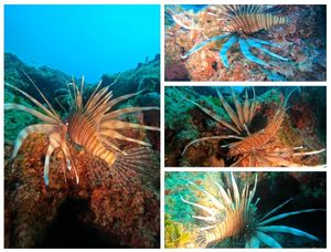 VIDEO Pogledajte ove kadrove vatrenjače snimljene kod Makarske: "Uopće se ne boji!"