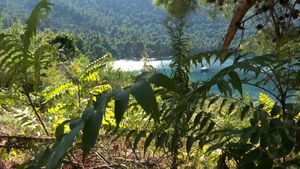 Dalmacija se bori s pajasenom, invazivnom biljkom koja ubija okolnu vegetaciju