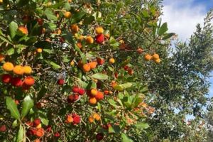 Šumarci uz pulsku obalu skrivaju zaboravljeno voće