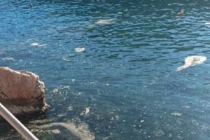 Onečišćenje mora u uvali Lapad