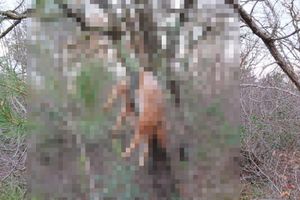 Netko je u Biogradu na moru ubio divlju životinju i objesio je na stablo