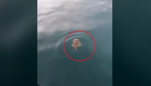 Riba iz velikih dubina u Senju snimljena u neobičnom ponašanju - Što se dogodilo?