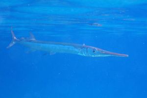 Velike ribe obožavaju živu iglicu, ali jedan je "detalj" u ribolovu jako bitan!