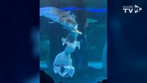 VIDEO: HOROR PRED GLEDATELJIMA Riba u akvariju napala glavu žene u kostimu sirene
