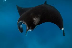 Golub uhan vrsta je koja ne poznaje granice i kojoj prijeti nestanak