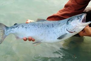 Evo lososa i na istočnoj obali Istre!