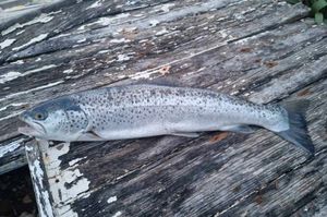 Ribar u Lokvi Rogoznici izvukao lososa od 2,2 kilograma: "Odmah sam ga poslao Institutu za oceanografiju i ribarstvo"