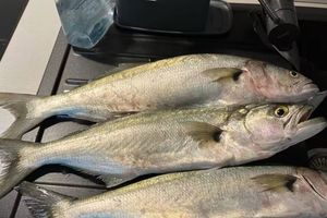 Je li ova grabežljivica u Istri izlovila cipla: "Ponekad lovi i kad nije gladna!"