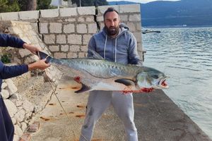 KAKVA MRCINA Ribar u Neumskom zaljevu ulovio licu od 30 kilograma: "Borili smo se skoro sat vremena!"