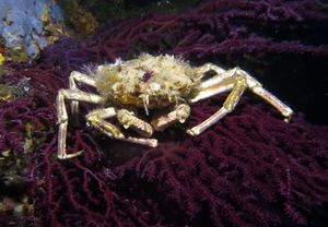 Uzalud i rezervacije na ribarnici: "Ove godine ih je u prodaji bilo možda jednom, razlog? Čovjek ih je gotovo istrijebio!"