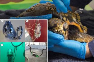 Znače li osvijetljene mreže i manji slučajni ulov morskih kornjača? Evo odgovora