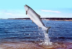 Uzgajalište iz kojeg su pobjegli lososi: "Nema brige, uzgajamo samo ženke". Institut za oceanografiju i ribarstvo: "Ulovljena muška jedinka"