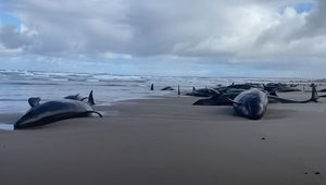 NE MOGU IH SPASITI Australija krenula s eutanazijom nasukanih crnih dupina