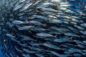 Završna konferencija projekta SEA, ECO, ART, ACTIVITY kojeg provodi zadarska osnovna škola