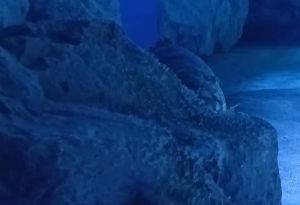 Ovako u pulskom Aquarijumu hrane golemu tropsku kirnju: "Ona je lovac iz zasjede!"