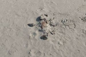 Na pomorskom dobru u Umagu već dva tjedna stoji životinjska lešina i nitko ne reagira: "Ovdje se igraju djeca!"