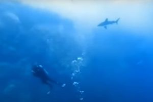 NOĆNA MORA Morski pas napao ronioca kod Egipta