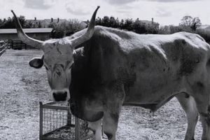 Uginuo je najstariji istarski boškarin