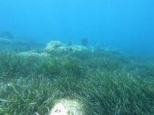 Rubovi posidonije izvrsne su pozicije za noćni ribolov