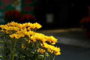 Festival vrtlarstva Dalmacije u Splitu. Saznajte kako započeti vrt bez kopanja!